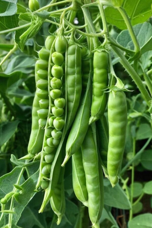 Fresh Green Peas